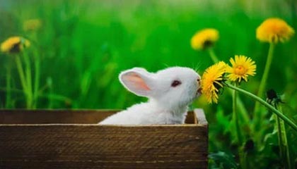 九游电脑版-【线上投票选择最喜欢的球员】粉丝助阵年度MVP，线上投票活动方案策划